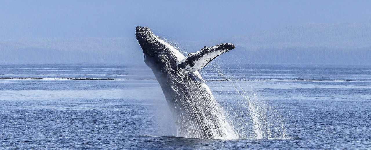 Le Grand Festival des baleines | Sainte Marie du 18 au 21 Août 2022