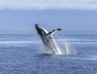 Le Grand Festival des baleines | Sainte Marie du 18 au 21 Août 2022